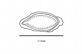   Embryo:     Averrhoa carambola ; Illustration by K. Parker, Kirkbride et al. (2006)
